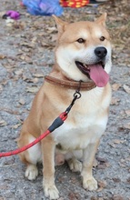 KUMA, Hund, Shiba Inu-Korea Jindo-Mix in Korea (Südkorea) - Bild 1