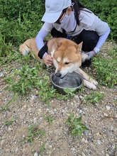 KUMA, Hund, Shiba Inu-Korea Jindo-Mix in Korea (Südkorea) - Bild 2