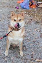 KUMA, Hund, Shiba Inu-Korea Jindo-Mix in Korea (Südkorea) - Bild 3