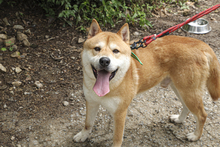 KUMA, Hund, Shiba Inu-Korea Jindo-Mix in Korea (Südkorea) - Bild 5