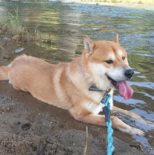 KUMA, Hund, Shiba Inu-Korea Jindo-Mix in Korea (Südkorea) - Bild 6