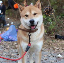 KUMA, Hund, Shiba Inu-Korea Jindo-Mix in Korea (Südkorea) - Bild 7