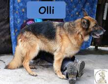 OLLI, Hund, Deutscher Schäferhund in Bosnien und Herzegowina - Bild 2