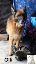 OLLI, Hund, Deutscher Schäferhund in Bosnien und Herzegowina - Bild 4