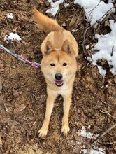 BLAIR, Hund, Jindo-Mix in Korea (Südkorea) - Bild 1