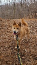 BLAIR, Hund, Jindo-Mix in Korea (Südkorea) - Bild 2