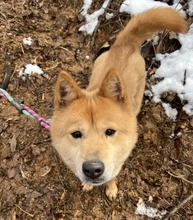 BLAIR, Hund, Jindo-Mix in Korea (Südkorea) - Bild 3