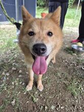 BLAIR, Hund, Jindo-Mix in Korea (Südkorea) - Bild 4