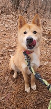 BLAIR, Hund, Jindo-Mix in Korea (Südkorea) - Bild 5