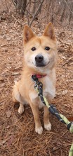 BLAIR, Hund, Jindo-Mix in Korea (Südkorea) - Bild 6