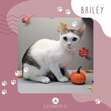 BAILEY, Katze, Europäisch Kurzhaar in Bulgarien - Bild 1