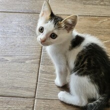 BAILEY, Katze, Europäisch Kurzhaar in Bulgarien - Bild 3