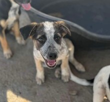 HAWKEY, Hund, Mischlingshund in Rumänien - Bild 1