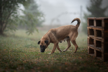 CARI, Hund, Mischlingshund in Kroatien - Bild 2