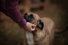 CARI, Hund, Mischlingshund in Kroatien - Bild 3