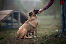 CARI, Hund, Mischlingshund in Kroatien - Bild 5