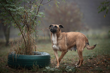 CARI, Hund, Mischlingshund in Kroatien - Bild 6