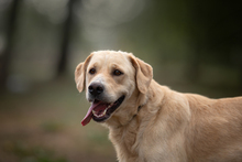 DAJO, Hund, Mischlingshund in Kroatien - Bild 1