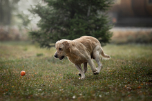 DAJO, Hund, Mischlingshund in Kroatien - Bild 2