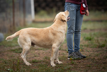 DAJO, Hund, Mischlingshund in Kroatien - Bild 4