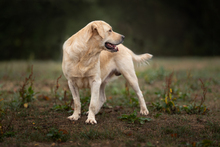 DAJO, Hund, Mischlingshund in Kroatien - Bild 5