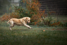 DAJO, Hund, Mischlingshund in Kroatien - Bild 6