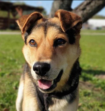 LEO, Hund, Mischlingshund in Slowakische Republik - Bild 2