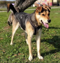 LEO, Hund, Mischlingshund in Slowakische Republik - Bild 3