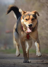 LEO, Hund, Mischlingshund in Slowakische Republik - Bild 4