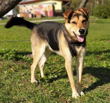 LEO, Hund, Mischlingshund in Slowakische Republik - Bild 5