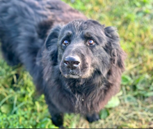 BASS, Hund, Mischlingshund in Slowakische Republik - Bild 1