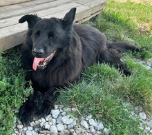 BASS, Hund, Mischlingshund in Slowakische Republik - Bild 2