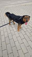 HOMAR, Hund, Mischlingshund in Polen - Bild 2