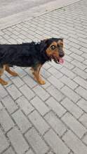 HOMAR, Hund, Mischlingshund in Polen - Bild 4