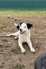 LUIS, Hund, Border Collie-Ratonero Bodeguero Andaluz-Mix in Spanien - Bild 1