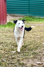 LUIS, Hund, Border Collie-Ratonero Bodeguero Andaluz-Mix in Spanien - Bild 2