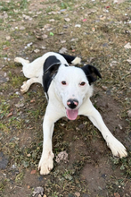 LUIS, Hund, Border Collie-Ratonero Bodeguero Andaluz-Mix in Spanien - Bild 3