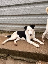 LUIS, Hund, Border Collie-Ratonero Bodeguero Andaluz-Mix in Spanien - Bild 4