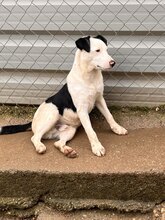 LUIS, Hund, Border Collie-Ratonero Bodeguero Andaluz-Mix in Spanien - Bild 5