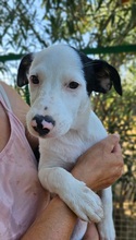 LUIS, Hund, Border Collie-Ratonero Bodeguero Andaluz-Mix in Spanien - Bild 6