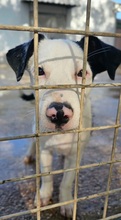 LUIS, Hund, Border Collie-Ratonero Bodeguero Andaluz-Mix in Spanien - Bild 9