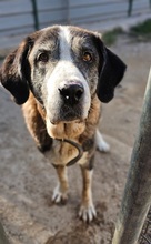 ESPE, Hund, Mischlingshund in Spanien - Bild 2