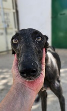 LUISA, Hund, Galgo Español in Spanien - Bild 1