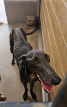 LUISA, Hund, Galgo Español in Spanien - Bild 3