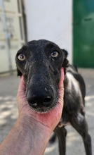 LUISA, Hund, Galgo Español in Friedewald - Bild 1