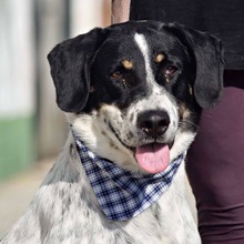 THELMA, Hund, Herdenschutzhund-Mix in Spanien - Bild 1