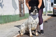 THELMA, Hund, Herdenschutzhund-Mix in Spanien - Bild 10