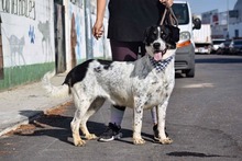 THELMA, Hund, Herdenschutzhund-Mix in Spanien - Bild 15