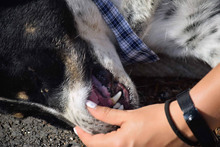 THELMA, Hund, Herdenschutzhund-Mix in Spanien - Bild 16