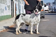 THELMA, Hund, Herdenschutzhund-Mix in Spanien - Bild 9